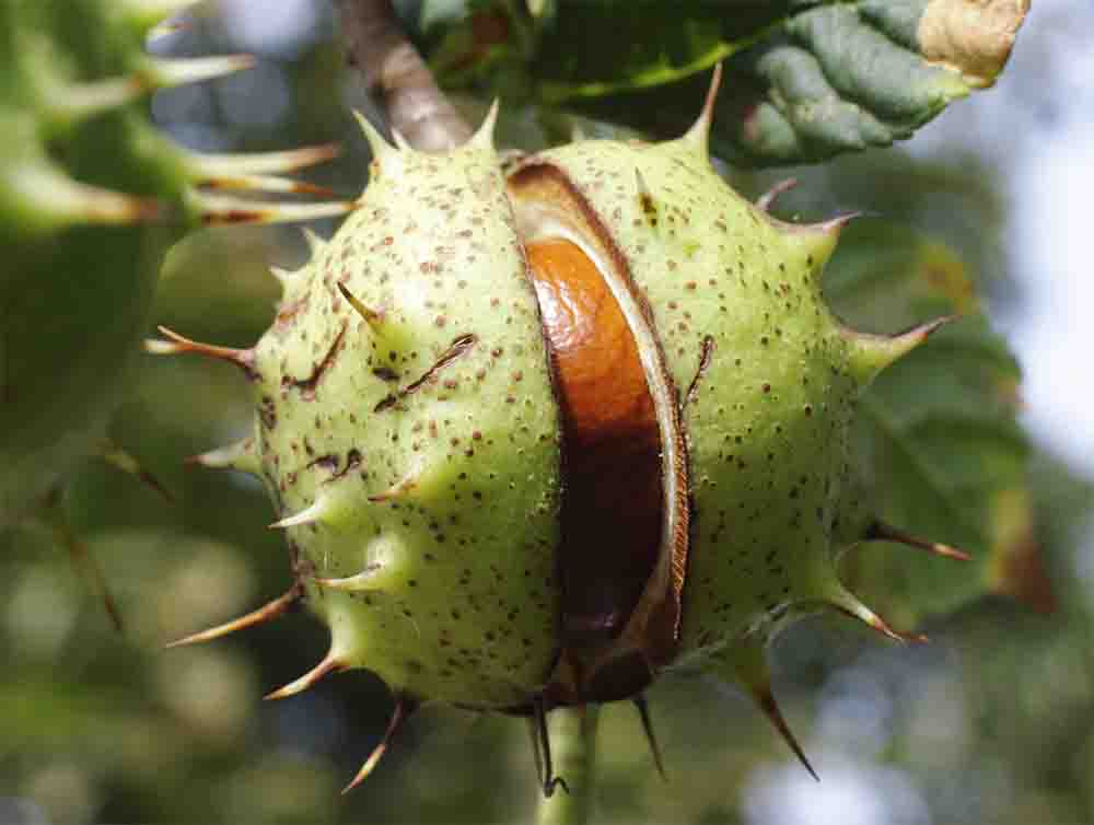 Conference Paper: ALBIDUR®