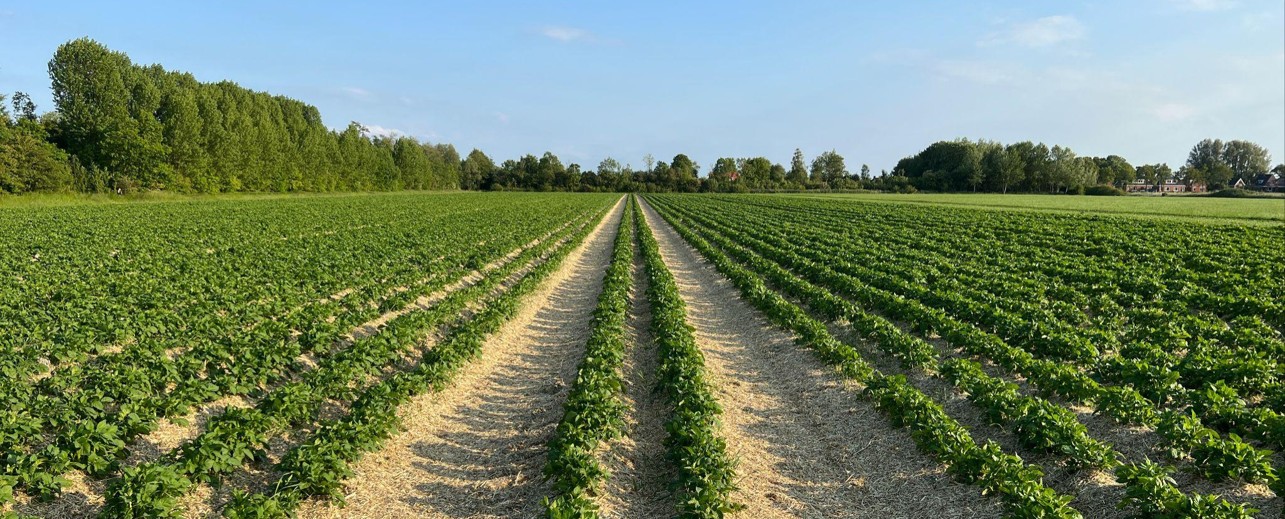 Mulch in Aardappelen door Erwin Westers